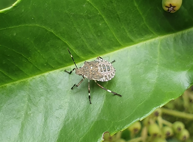 Brown Marmorated Stink Bug biosecurity partnership renewed > GIA ...